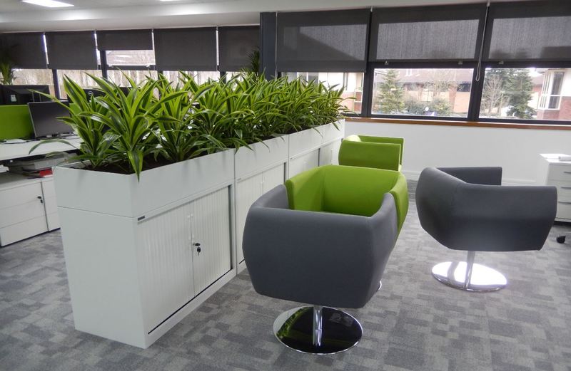 Gorgeous, colourful Dracaena Lemon Lime plants create a green screen for these Derby offices