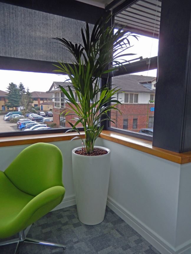 Bushy Kentia Palm plant fills the corner of this Derby office