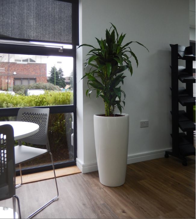 White Tall Circular plant pot contrasts nicely with green leaves in this office Reception area
