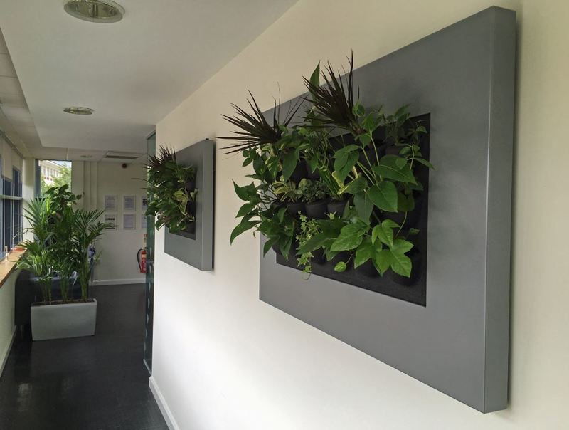 Live Picture Mini Green Walls plants for offices in Nottingham