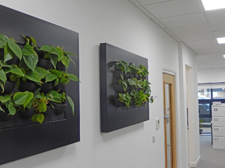 Wall mounted interior lanscaping in Nottingham offices