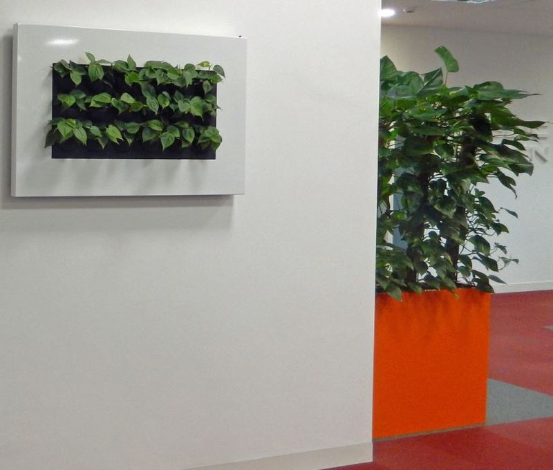 Plants for hire on walls in this Nottingham office