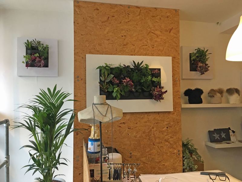 Wall mounted mini Green Wall plants for offices