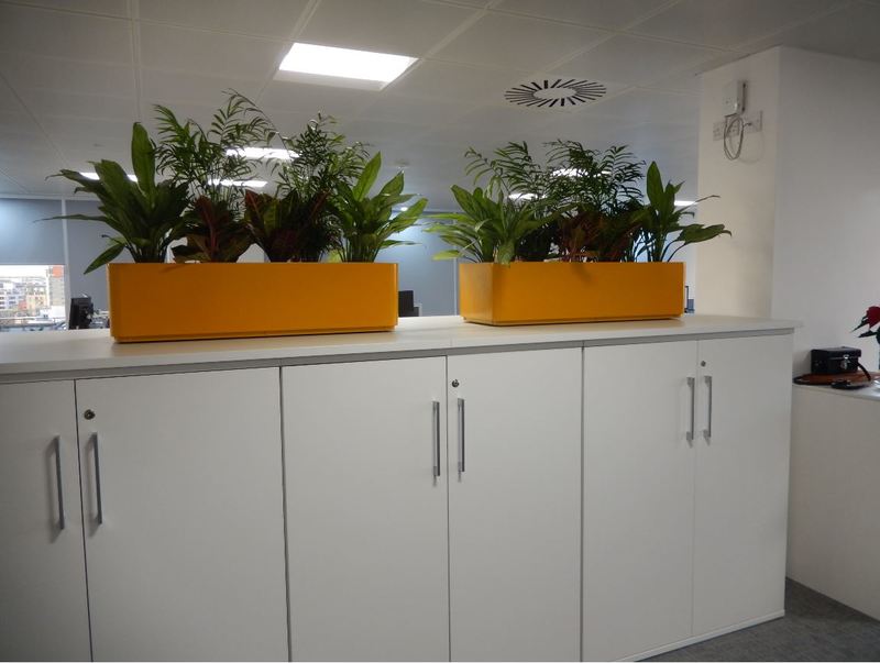 Interior plants for cabinets in Nottingham office