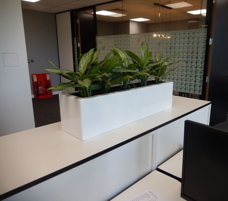 Office plant large rectangular cabinet display for this Nottingham office