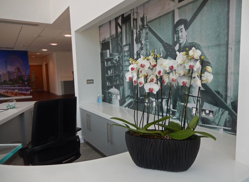 Interior Plants Orchid desk bowl for Nottingham office Reception