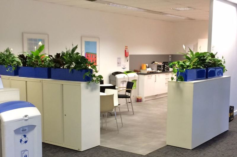 Lush leafy office Cabinet Interior Landscaping plants for Nottingam Breakout area