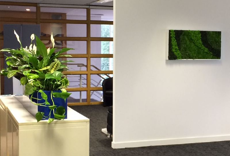 Moss Art Pictures for offices in the Midlands
