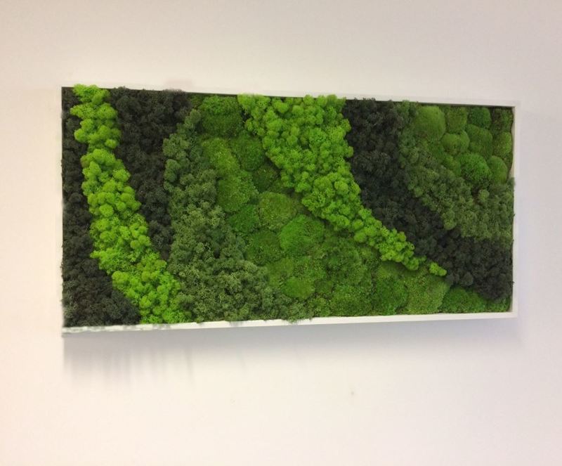 Moss Art Pictures for office Receptions in the West Midlands