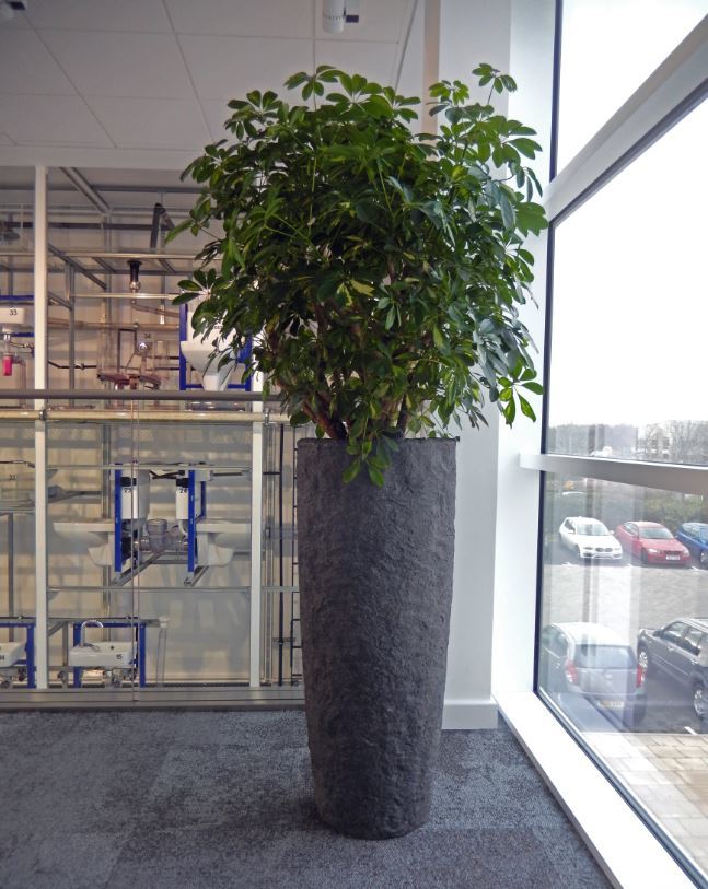 Tall Rocky Plant Display & Schefflera Gold Capella in the window of this first floor office landing