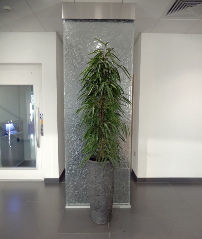 Rocky Tall Plant Displays with a Ficus Alii on a glass feature wall in a Derby office reception