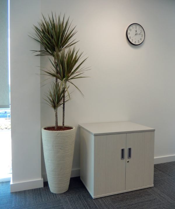 Curved White Vase with Dracaena Marginarta Bicolour plant for this Cannock Sales office