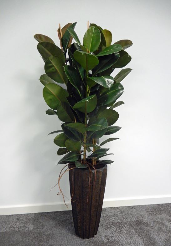 Tall Firewood Plant Display with a bushy Ficus Elastica gives a natural green feel to these offices