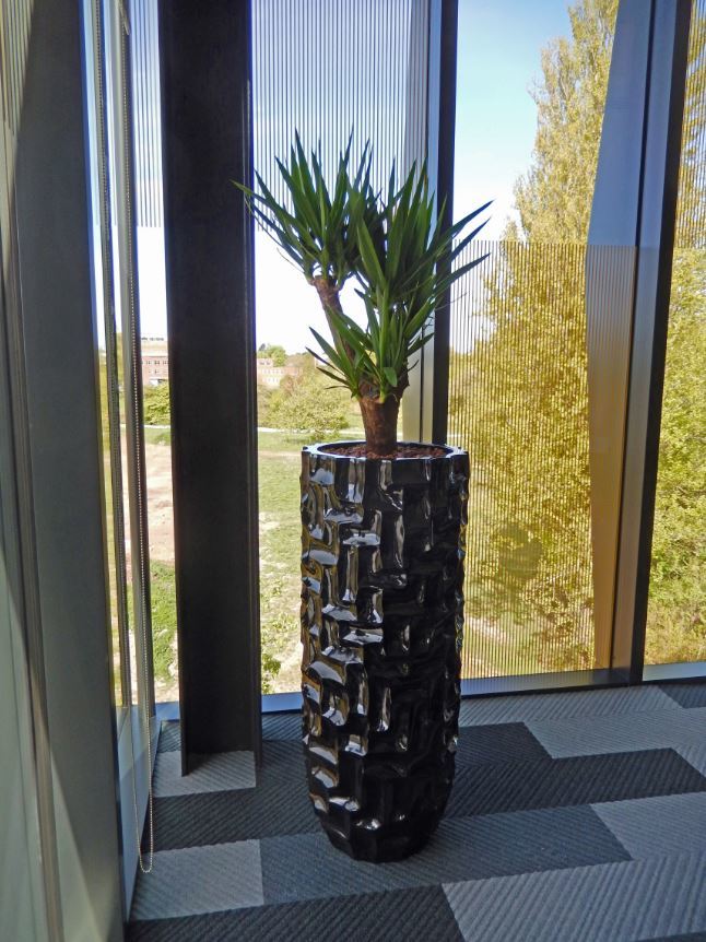 Mosiac Planter with a branched Yucca plant in this Derby office meeting room