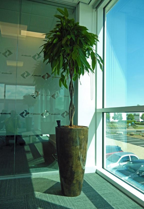 Vita eggshell Brown pot with a Ficus Alii plant sunbathes in this Midlands office Boardroom