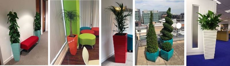 Plants for Birmingham Solicitors Office