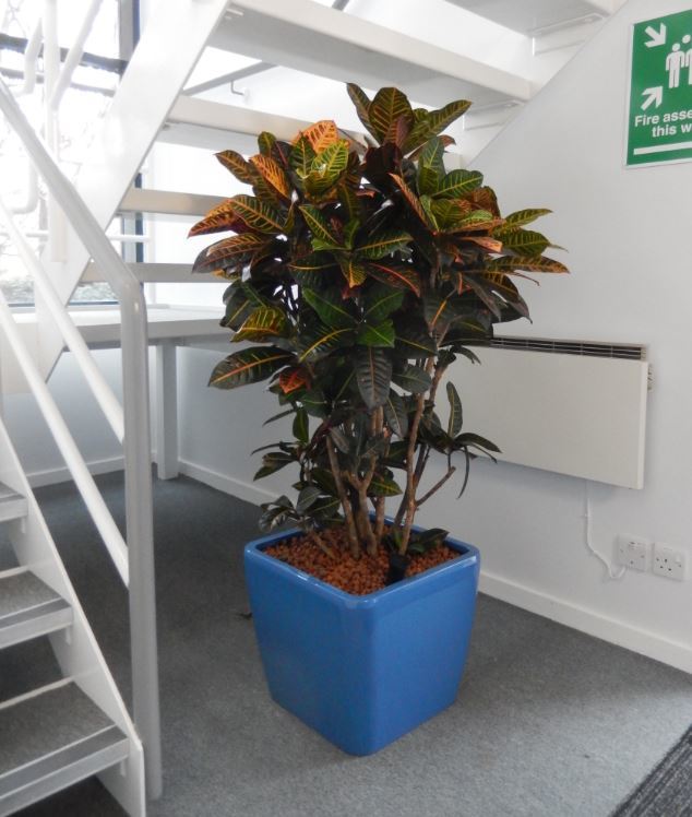 Beautiful Croton plant in the Reception of this Midlands office