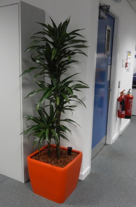 Bright orange plant display contrasts with a blue office door
