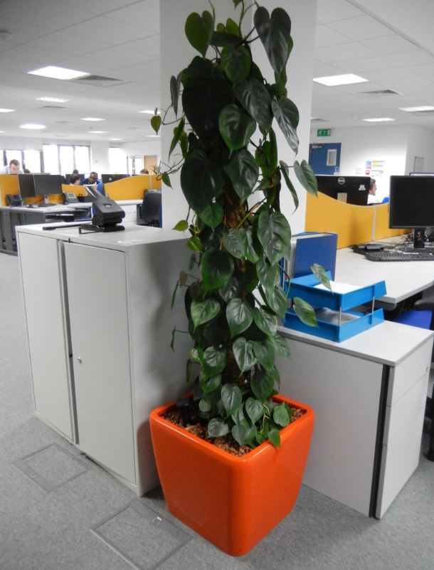 A compact Philodrendron Scanden plant fits into a small space between two office cabinets