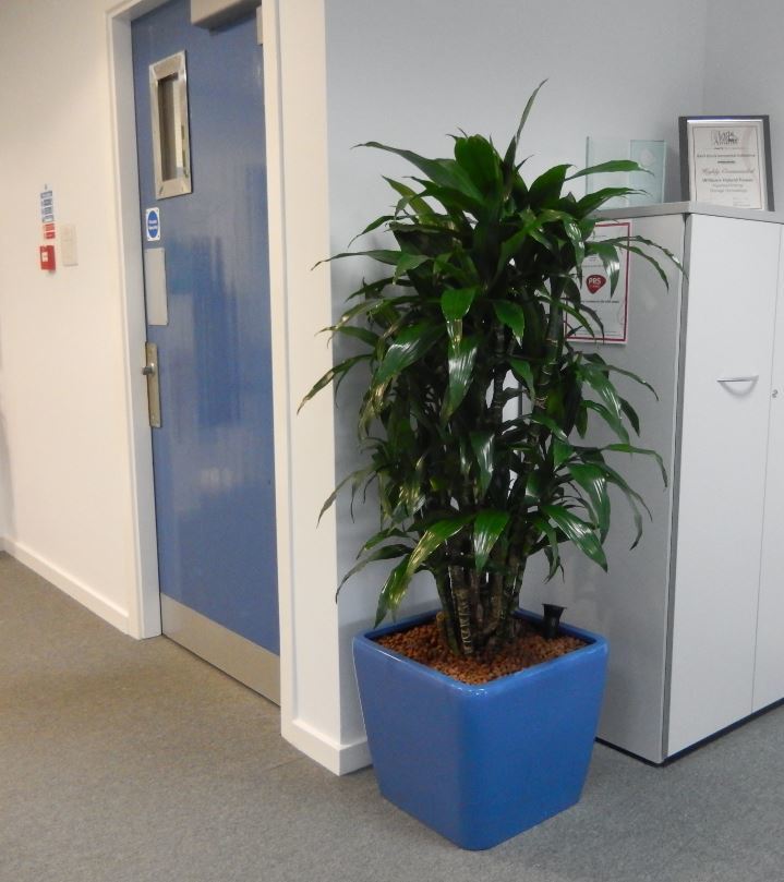 Low square display next to office cabinet with a Dracaena Janet Craig Branched plant