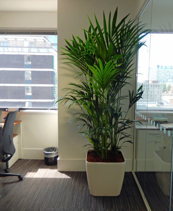 Large Kentia Palm plants brings a healthy green jungle feel to this West Midlands office
