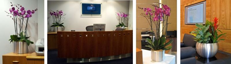 Office Reception plants in Birmingham & the West Midlands