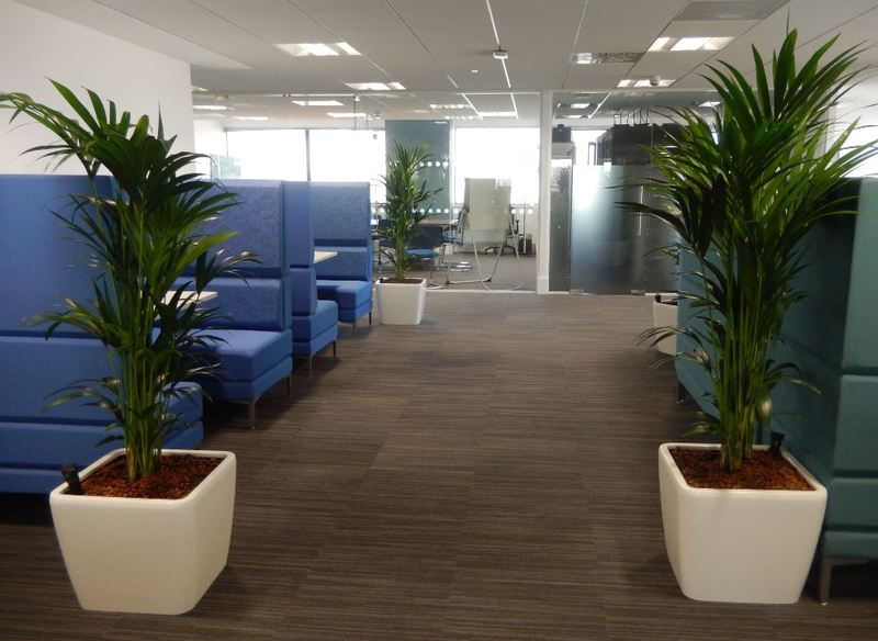 Bushy Green Palm plants add privacy & screening to these Midlands office Meeting Booths