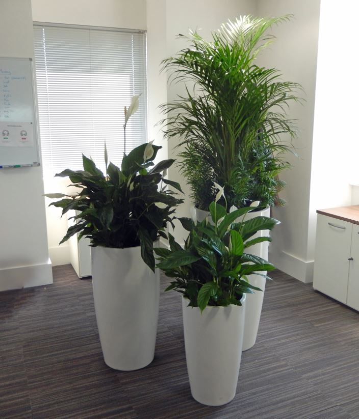 Group of three planrt displays make a feature of an empty corner in this West Midlands office