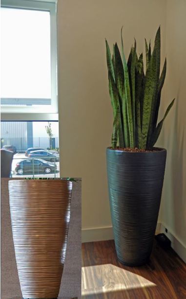 Small Derby office canteen has a Curved vase in Iron planted with a Sansevieria Zeylanica plants