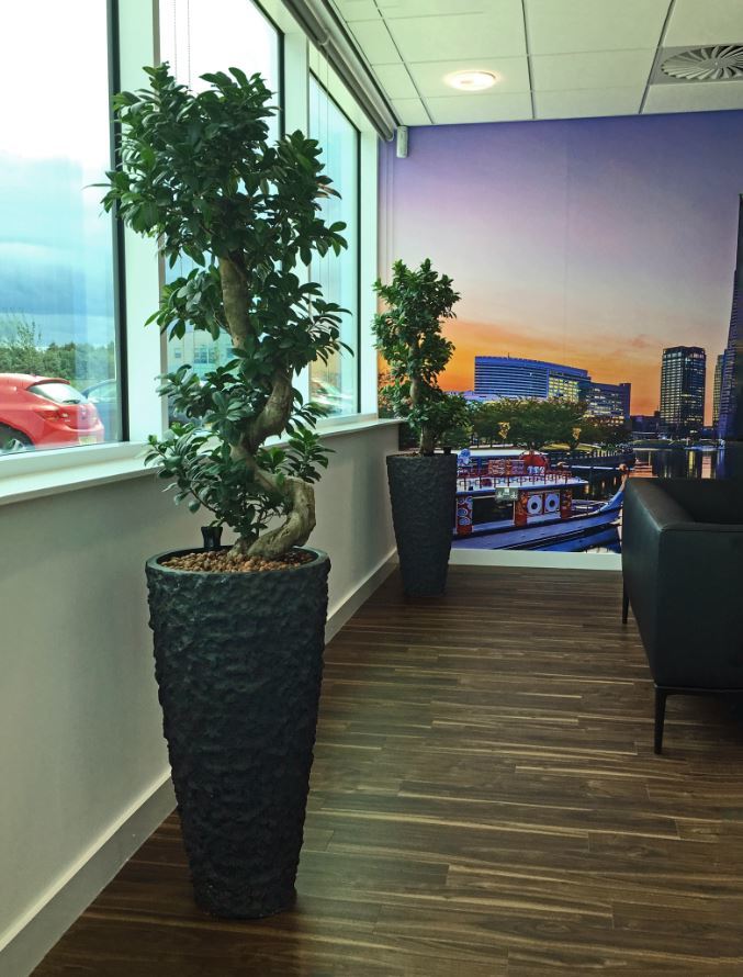 Ficus Ginseng Bonsai plants in Lava containers for this Midlands Office Reception