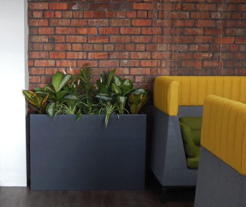 Mixed leafy green plants in a tall Barrier rectangular display for this Midlands Office Canteen