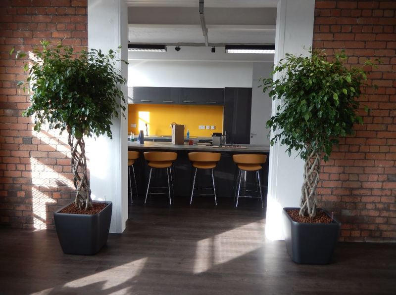 This West Midlands Office Breakout area has stunning Ficus Open Braided stem plants