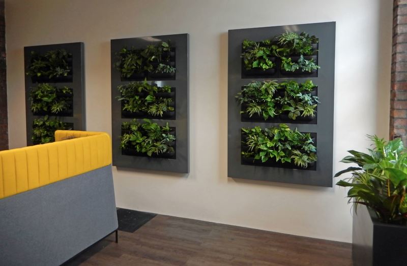 Green Office Walls in Birmingham with three Live Picture XL Plant Pictures