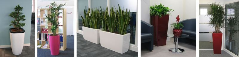 Birmingham offices go green with plants