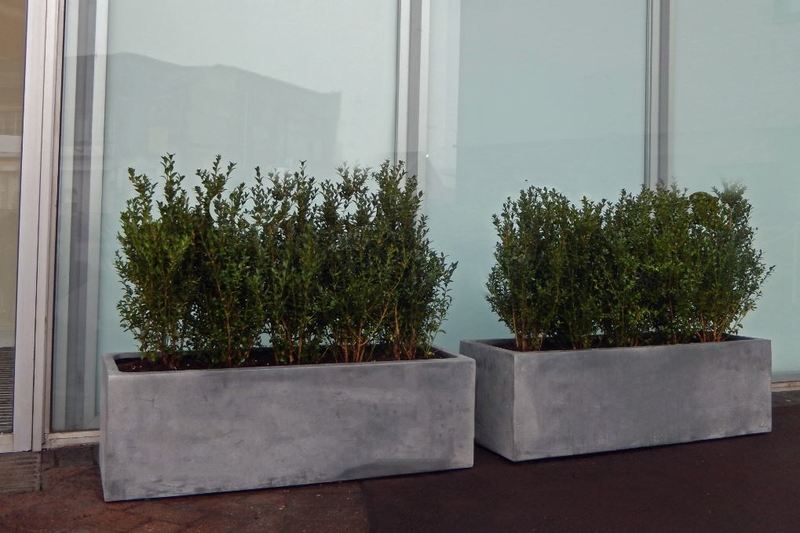 Rectangular Fibrestone displays planted with Buxus plants used out side the main office entrance