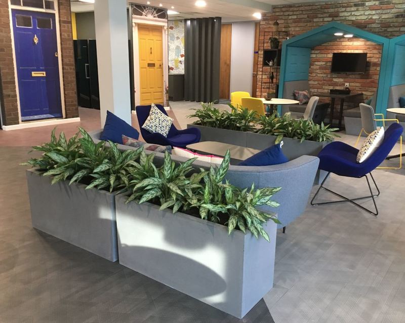 Fibrestone Displays with Aglaonema plants for this Leamington Spa offfice Breakout area 