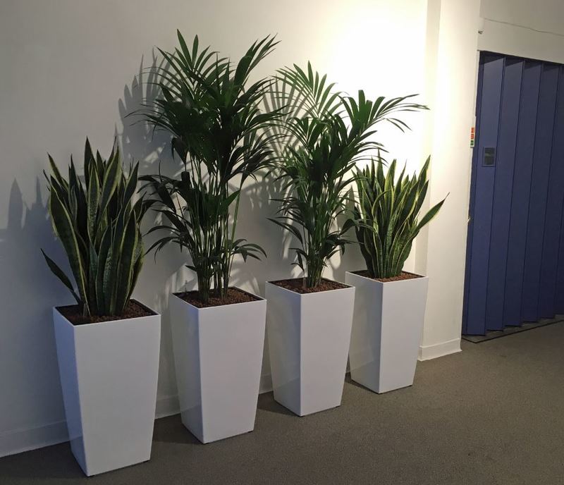A selection of tall square  Cubis plants outside a lift in this Birmingham office