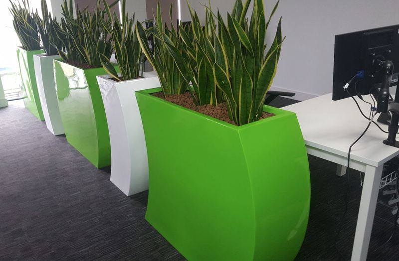 Tall curvy pots with Sansevieria plants in this Midlands city centre office