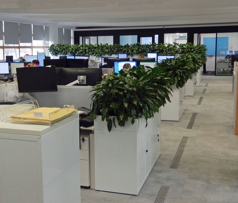 Cabinet top planters with Aglaonema Maria plants provide green barriers in this Birmingham Office