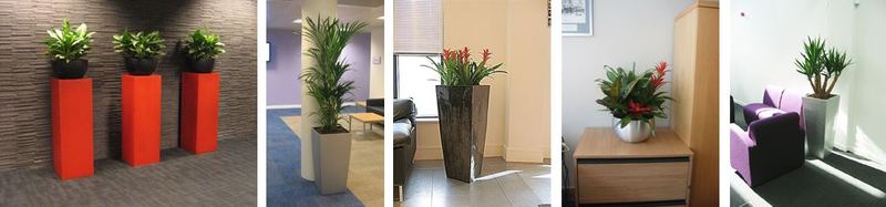 HSBC West Midlands offices & Call Centre plant displays