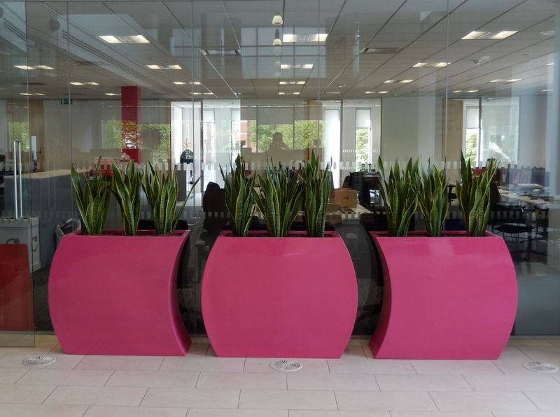 New offices of National Procurement companies chooses curvy trough plant displays