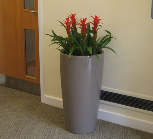 Nuffield Hospital plant display in Reception area