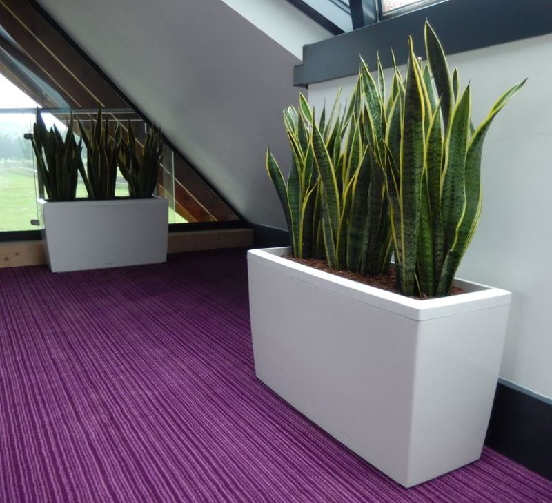 Plants for Stratford upon Avon Restaurant & Conference centre