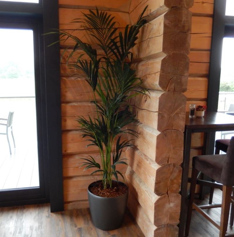 Palm plant display for new Stratford upon Avon Confernece Centre