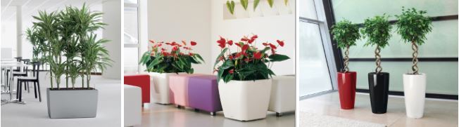 Office Plants Leicestershire