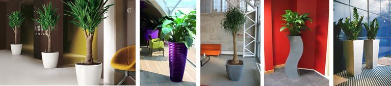 Plants for offices in Leicester