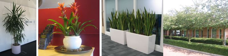 Plants supplied to offices, hotels and leisure clubs in Milton Keynes