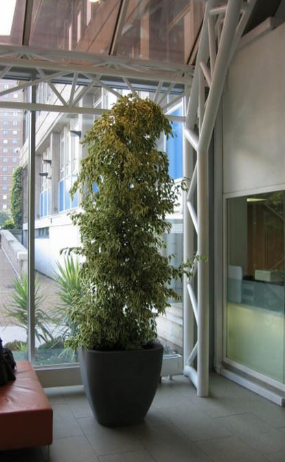 Northampton Ficus Plants in open plan offices