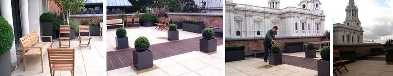 Plant displays on the St Pauls office roof terrace in London