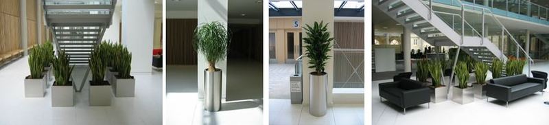 Nottingham University office and atrium plants